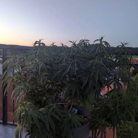 Dance World growlog timeline photo
