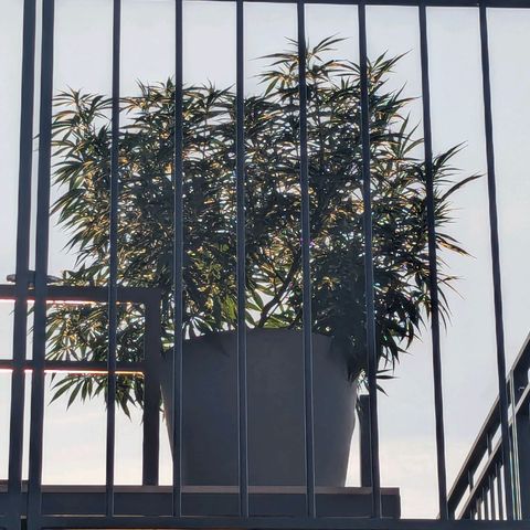Dance World growlog timeline photo