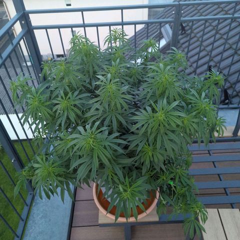 Dance World growlog timeline photo