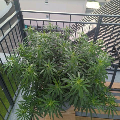 Dance World growlog timeline photo