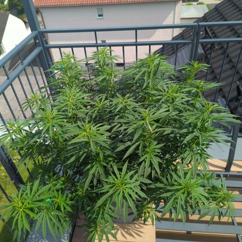 Dance World growlog timeline photo