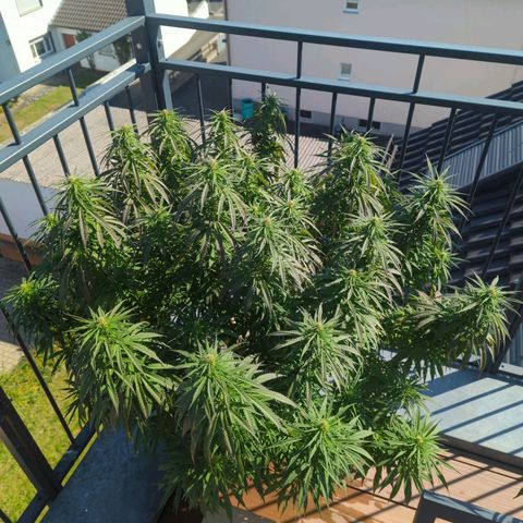 Dance World growlog timeline photo