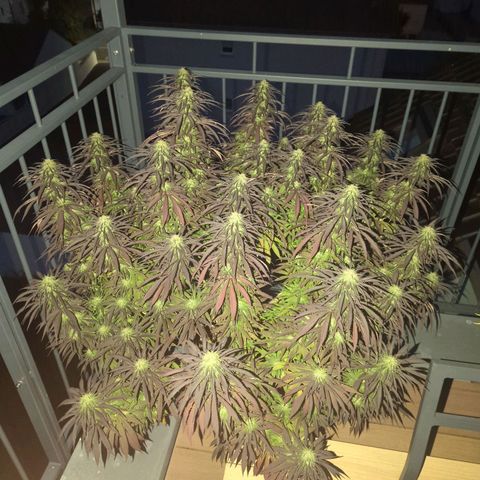 Dance World growlog timeline photo