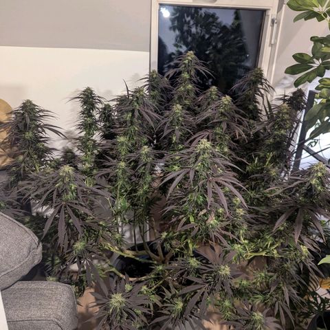 Dance World growlog timeline photo
