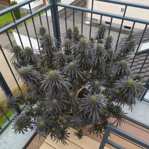 Dance World growlog timeline photo