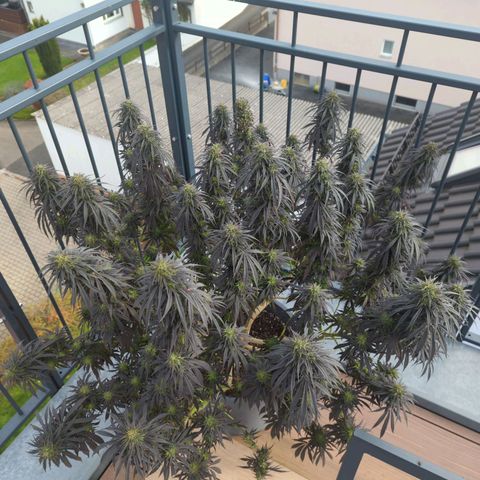 Dance World growlog timeline photo