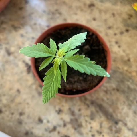 Royal Gorilla Automatic growlog timeline photo