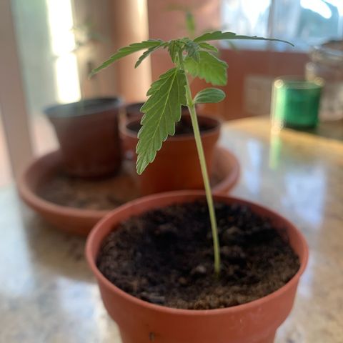 Royal Gorilla Automatic growlog timeline photo