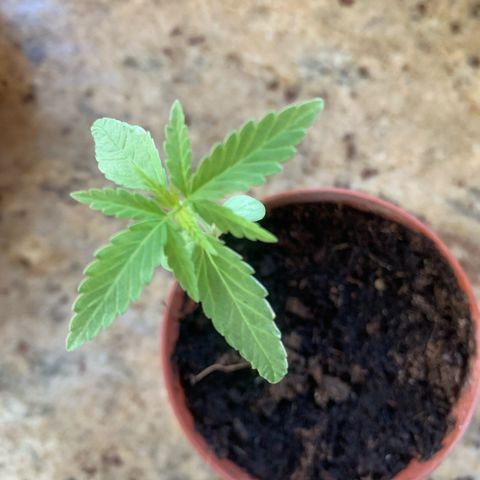 Special Queen #1 growlog timeline photo