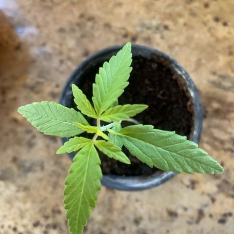 Royal AK Automatic growlog timeline photo