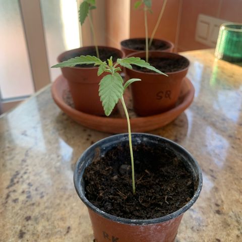 Royal AK Automatic growlog timeline photo