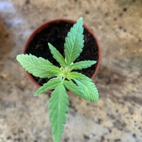 Watermelon Automatic growlog timeline photo