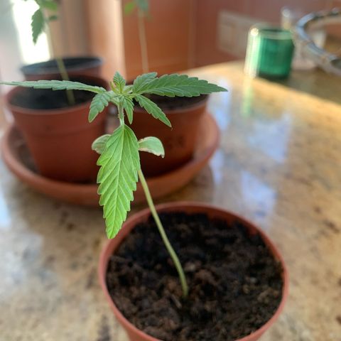 Watermelon Automatic growlog timeline photo