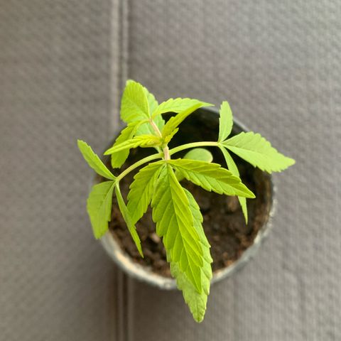 Royal AK Automatic growlog timeline photo