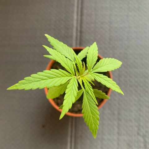Watermelon Automatic growlog timeline photo