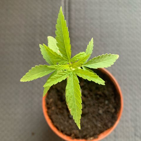 Special Queen #1 growlog timeline photo