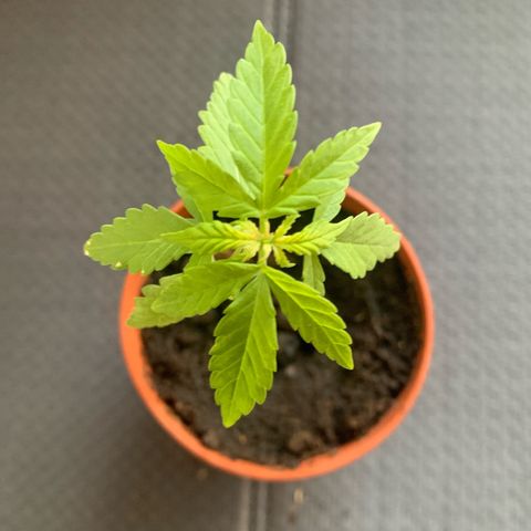 Royal Gorilla Automatic growlog timeline photo