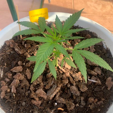 Watermelon Automatic growlog timeline photo