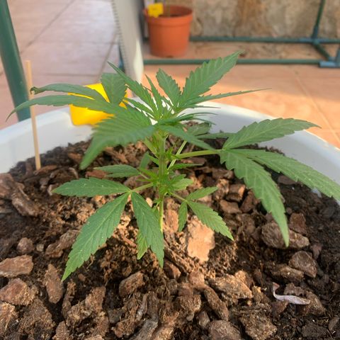Watermelon Automatic growlog timeline photo