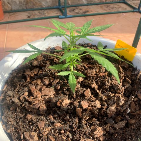 Royal AK Automatic growlog timeline photo