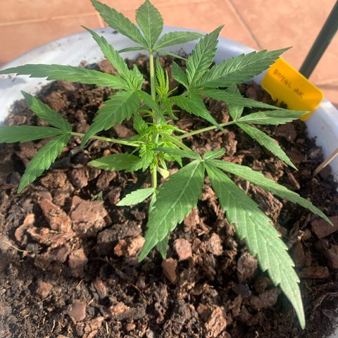 Royal AK Automatic growlog timeline photo