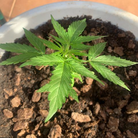 Royal Gorilla Automatic growlog timeline photo