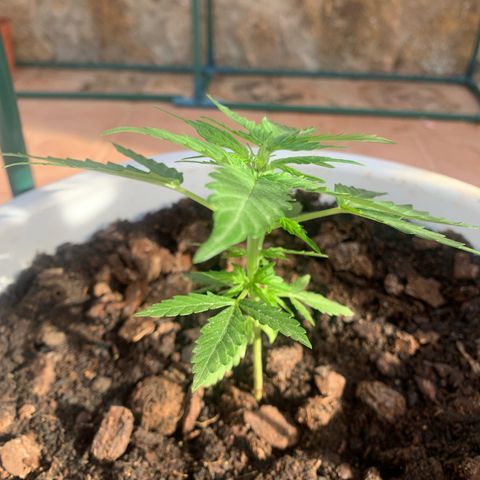 Royal Gorilla Automatic growlog timeline photo
