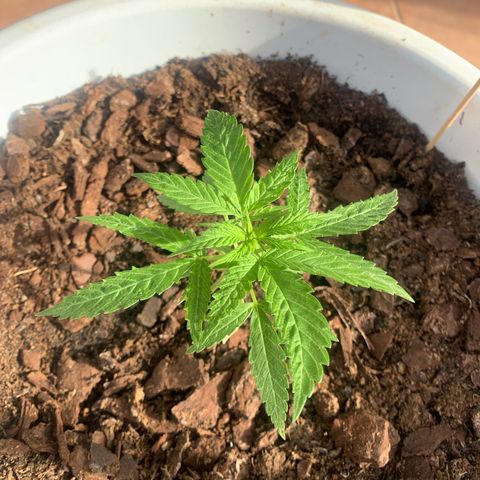 Special Queen #1 growlog timeline photo