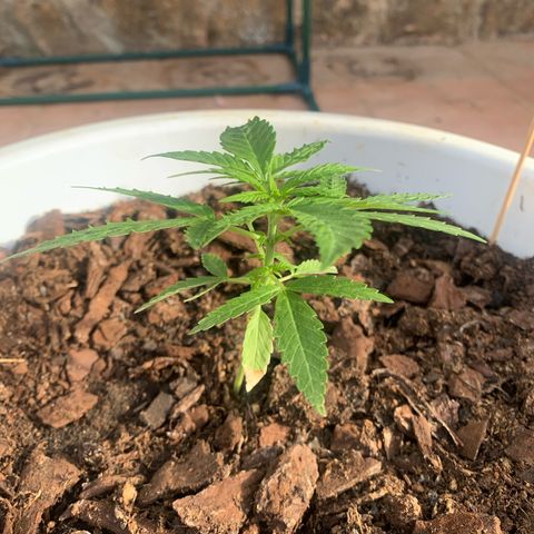 Special Queen #1 growlog timeline photo