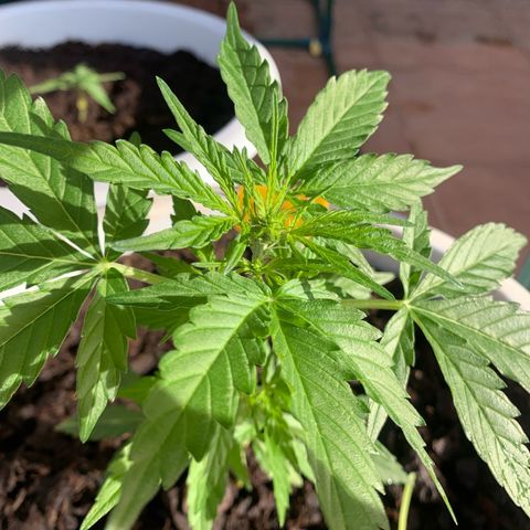 Royal Gorilla Automatic growlog timeline photo