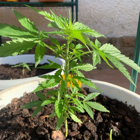 Royal Gorilla Automatic growlog timeline photo