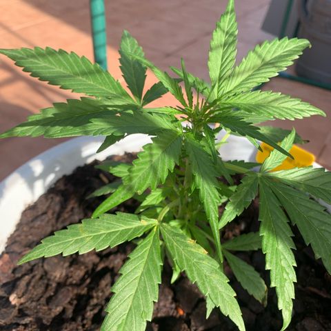 Watermelon Automatic growlog timeline photo