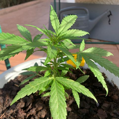 Watermelon Automatic growlog timeline photo