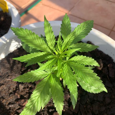 Special Queen #1 growlog timeline photo