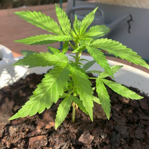 Special Queen #1 growlog timeline photo