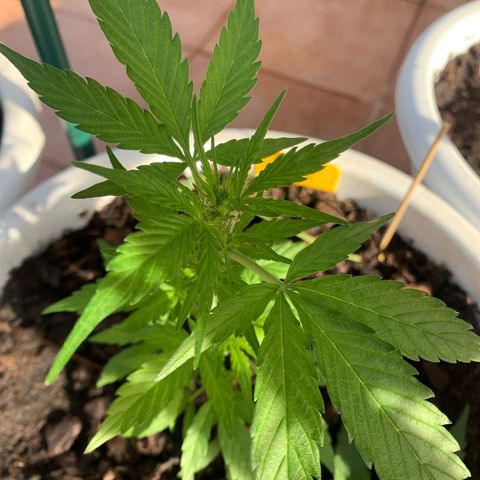 Royal AK Automatic growlog timeline photo