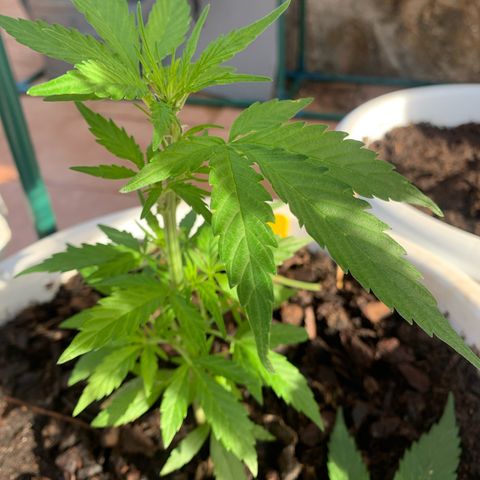 Royal AK Automatic growlog timeline photo