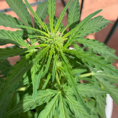 Royal Gorilla Automatic growlog timeline photo