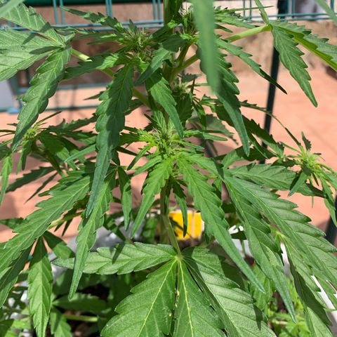 Royal Gorilla Automatic growlog timeline photo