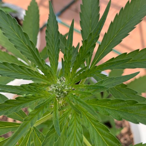 Special Queen #1 growlog timeline photo