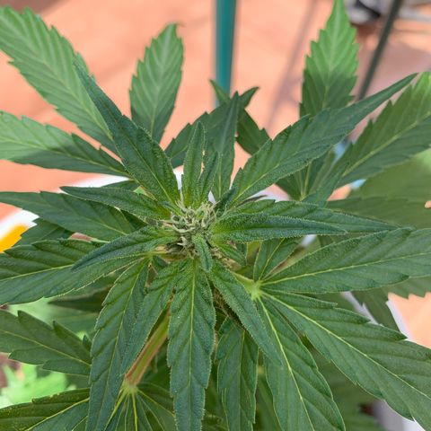 Watermelon Automatic growlog timeline photo