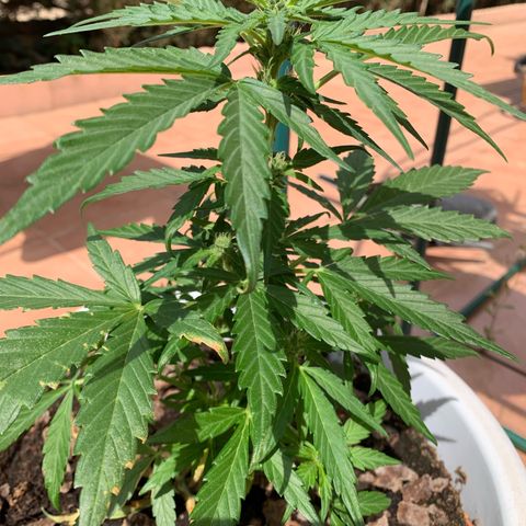 Watermelon Automatic growlog timeline photo