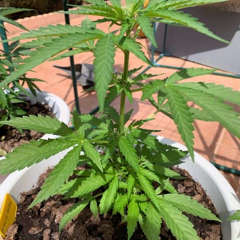 Special Queen #1 growlog timeline photo