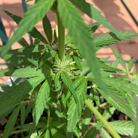 Royal AK Automatic growlog timeline photo