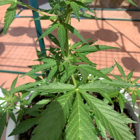 Royal AK Automatic growlog timeline photo