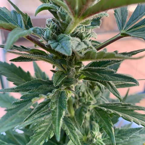 Watermelon Automatic growlog timeline photo