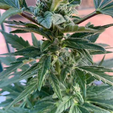 Watermelon Automatic growlog timeline photo