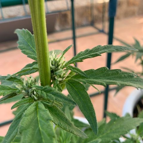 Special Queen #1 growlog timeline photo