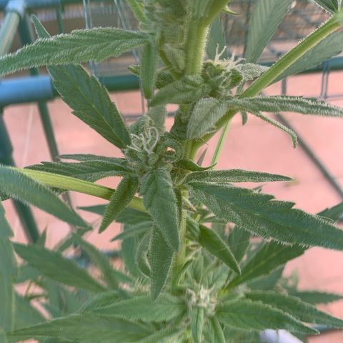 Royal AK Automatic growlog timeline photo