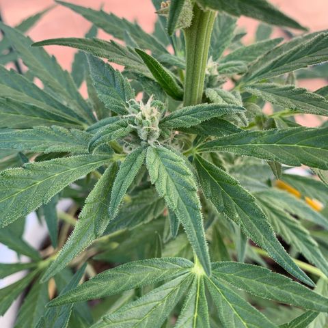 Royal AK Automatic growlog timeline photo